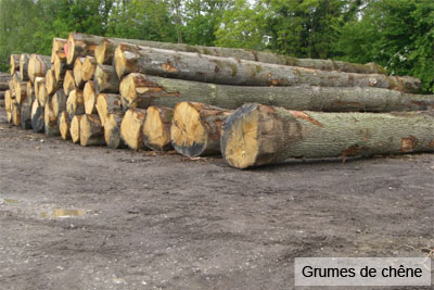 scierie Nord Pas-de-Calais : grumes de chêne